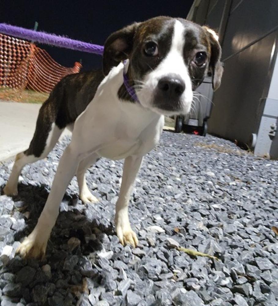 Shelter Stray Female Dog last seen Ritchie Hwy & Potee St, 21201, MD, Baltimore, MD 21230