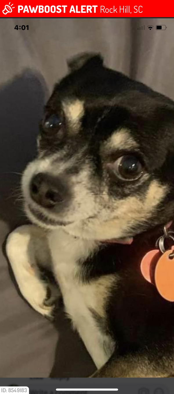Lost Female Dog in Rock Hill, SC 29732 Named Roxy (ID 8549183) PawBoost