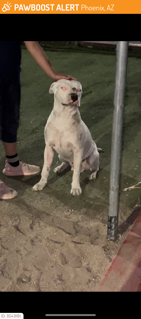 Found/Stray Male Dog last seen 31st ave and Buckeye rd , Phoenix, AZ 85009