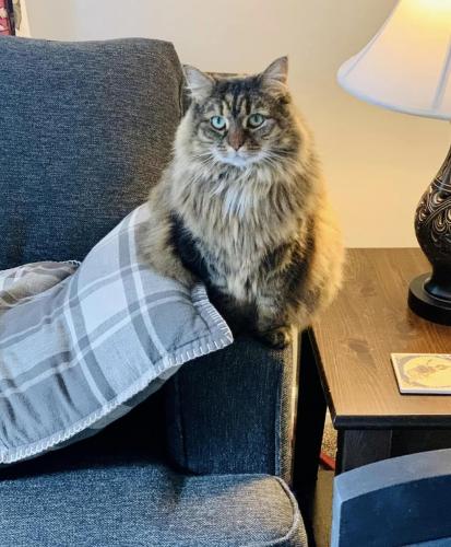 Lost Female Cat last seen Near Maple Avenue and Bellmawr Ave, Haddon Heights, NJ 08035