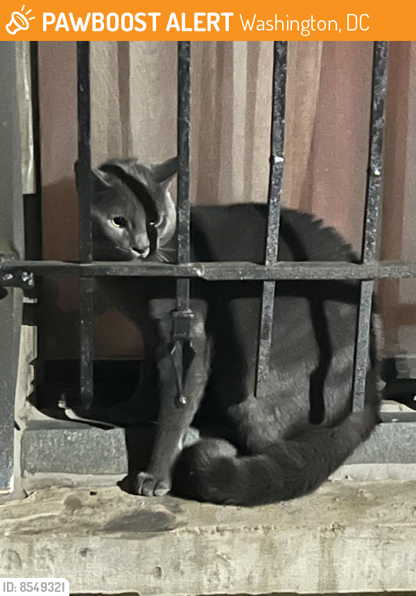 Found/Stray Unknown Cat last seen between argonne apmts & plaza west coop, Washington, DC 20009