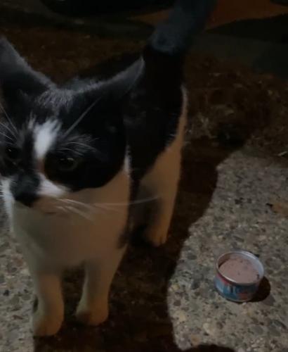 Found/Stray Unknown Cat last seen Haverford College campus, Ardmore, PA 19003
