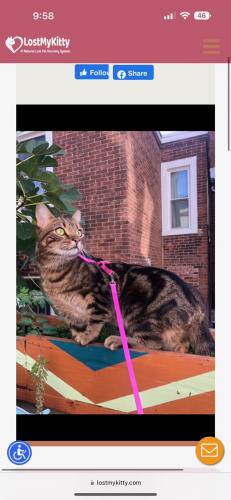 Found/Stray Male Cat last seen Marshall Rd and Harrison Ave, Upper Darby Pa, Upper Darby, PA 19082