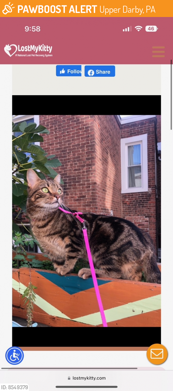 Found/Stray Male Cat last seen Marshall Rd and Harrison Ave, Upper Darby Pa, Upper Darby, PA 19082