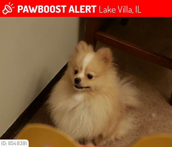 Lost Male Dog last seen Grand ave & Rte 83, Lake Villa, IL 60046