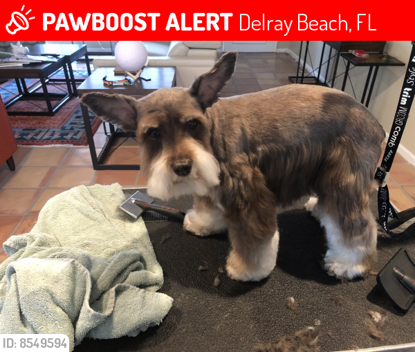 Lost Female Dog last seen Near Church of the Palms Delray Beach , Delray Beach, FL 33447