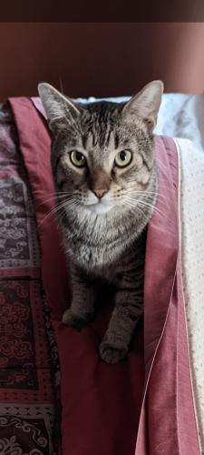 Lost Male Cat last seen Dover Street , Baltimore, MD 21230