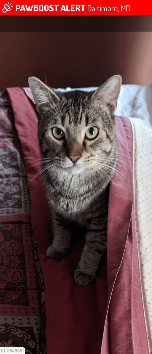 Lost Male Cat last seen Dover Street , Baltimore, MD 21230