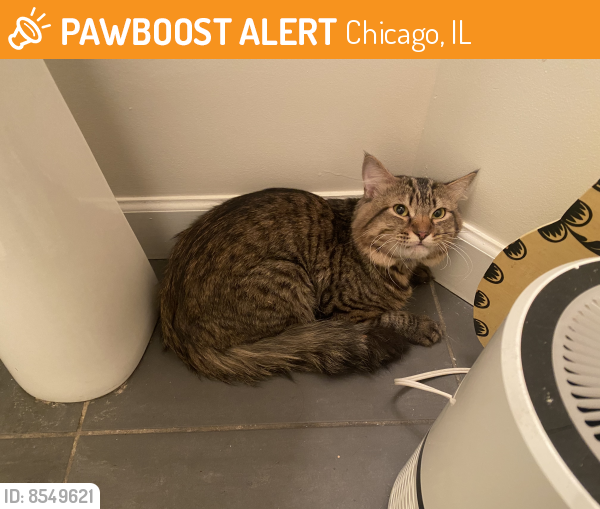 Found/Stray Male Cat last seen Armour & Grand , Chicago, IL 60642