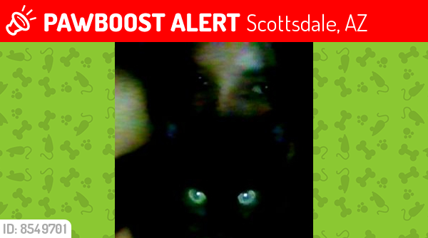 Lost Male Cat last seen Osborn and center, Scottsdale, AZ 85256