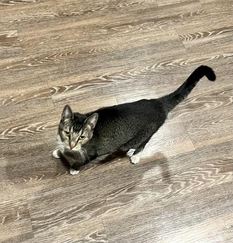 Found/Stray Unknown Cat last seen Parc Broadway apmts , Tempe, AZ 85282