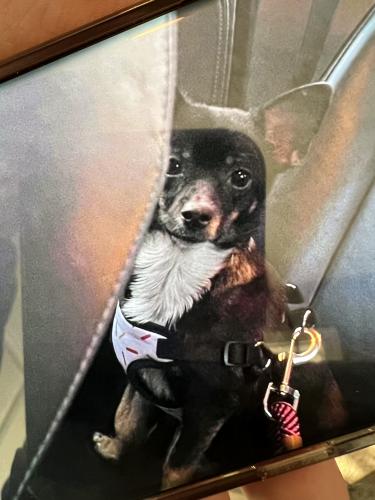 Lost Female Dog last seen Juan tabo and Copper, Albuquerque, NM 87123