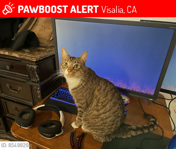 Lost Male Cat last seen Demaree and W College Ave, Visalia, CA 93277