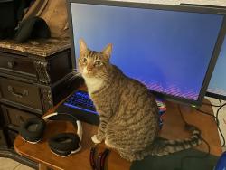 Lost Male Cat last seen Demaree and W College Ave, Visalia, CA 93277