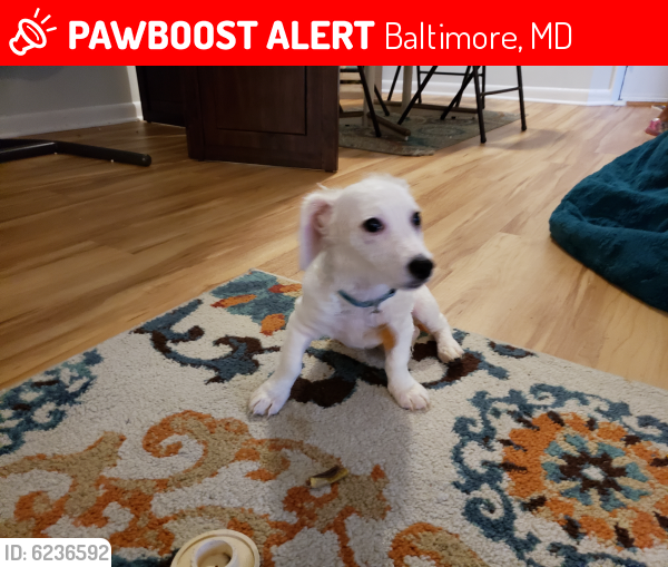 Lost Male Dog last seen Edmondson Ave, Baltimore, MD 21201