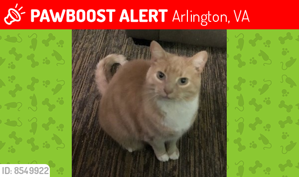 Lost Male Cat last seen Wakefield , Arlington, VA 22206