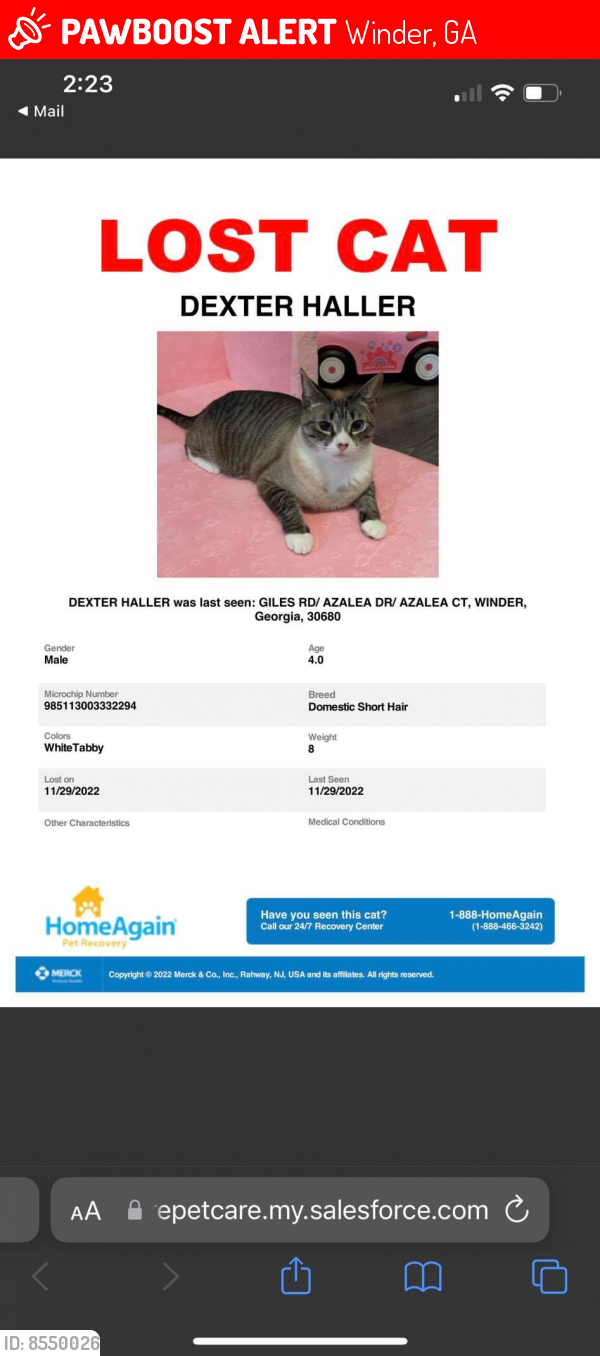Lost Male Cat last seen Azalea drive, Winder, GA 30680