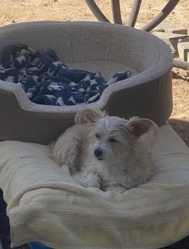 Lost Female Dog last seen Near Sprout parking lot 3rd st bell road, Phoenix, AZ 85022
