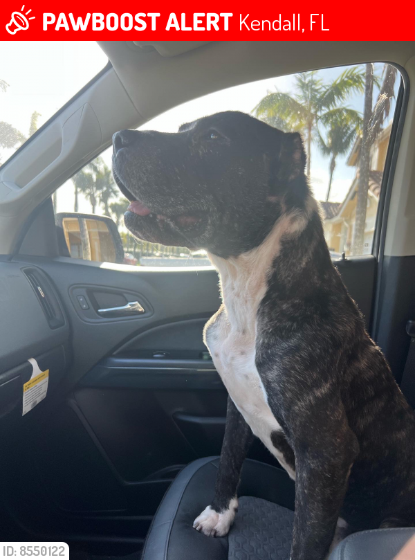 Lost Male Dog in Kendall, FL 33176 Named Ignacio (ID 8550122) PawBoost