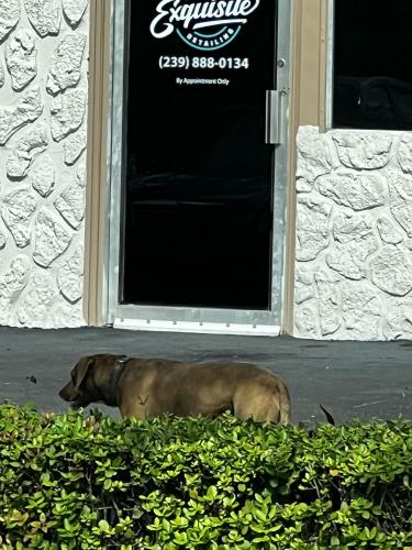 Found/Stray Unknown Dog last seen Airport Kia, Naples, FL 34104
