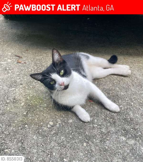 Lost Female Cat last seen Lifeline Animal Clinic, Atlanta, GA 30340
