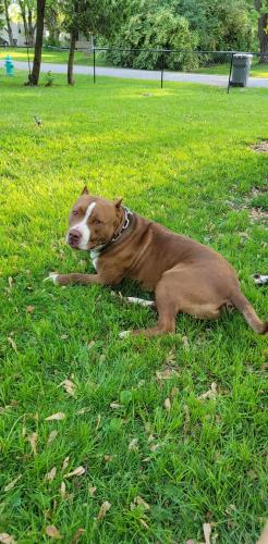 Lost Male Dog last seen 34th shadeland , Indianapolis, IN 46226