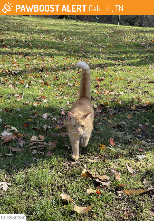 Oak Hill, TN Stray Cat Found Near Lakemont Drive and Lakemont Court