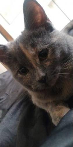 Lost Female Cat last seen Coors and Cottonwood, Albuquerque, NM 87121