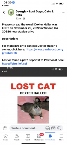 Lost Male Cat last seen Near azalea drive winder ga, Winder, GA 30680