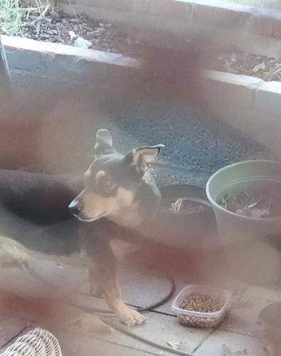 Found/Stray Male Dog last seen 35th Drive & Townley, Phoenix, AZ 85051