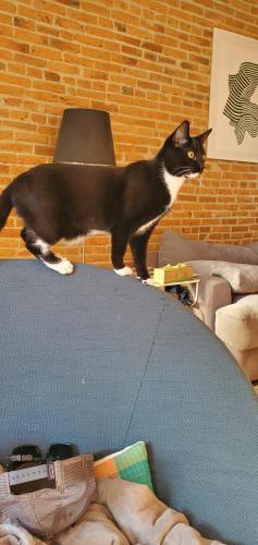 Lost Male Cat last seen N Patterson Park Ave and E Fairmount Ave, Baltimore, MD 21231