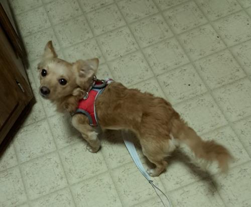Found/Stray Male Dog last seen Petco Tatum and Bell Phoenix , Phoenix, AZ 85032