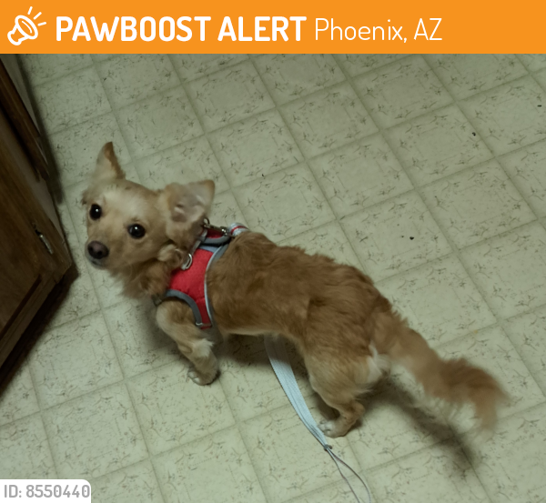 Rehomed Male Dog last seen Petco Tatum and Bell Phoenix , Phoenix, AZ 85032