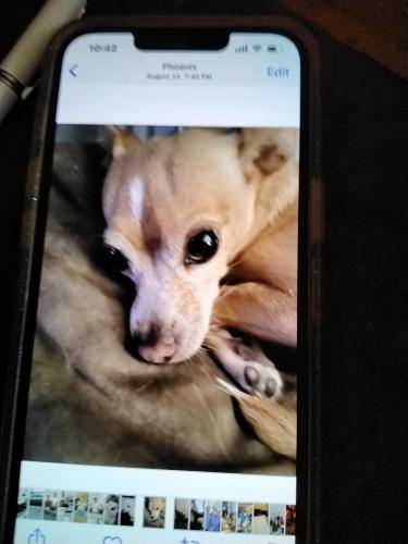 Lost Male Dog last seen Near W. Golden Ln, Phx. AZ 85051, Phoenix, AZ 85051