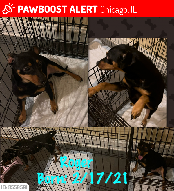 Lost Male Dog last seen 82nd St and Paxton, Chicago, IL 60617