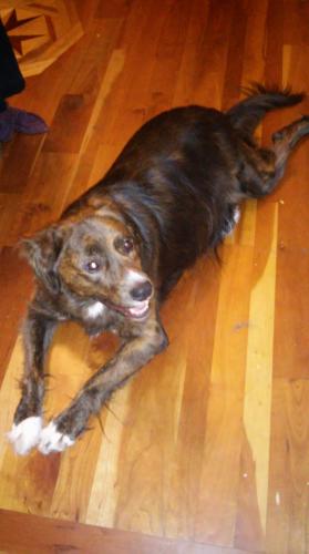 Lost Male Dog last seen inside triangle, Triangle, VA 22172