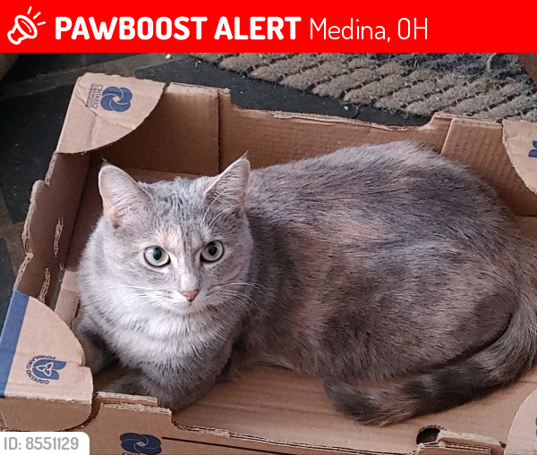 Lost Female Cat last seen Wadsworth Road/Smokerise Drive, Medina, OH 44256