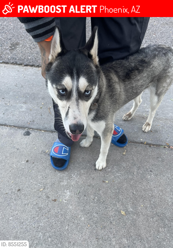 Lost Unknown Dog last seen 19th ave and southern , Phoenix, AZ 85041