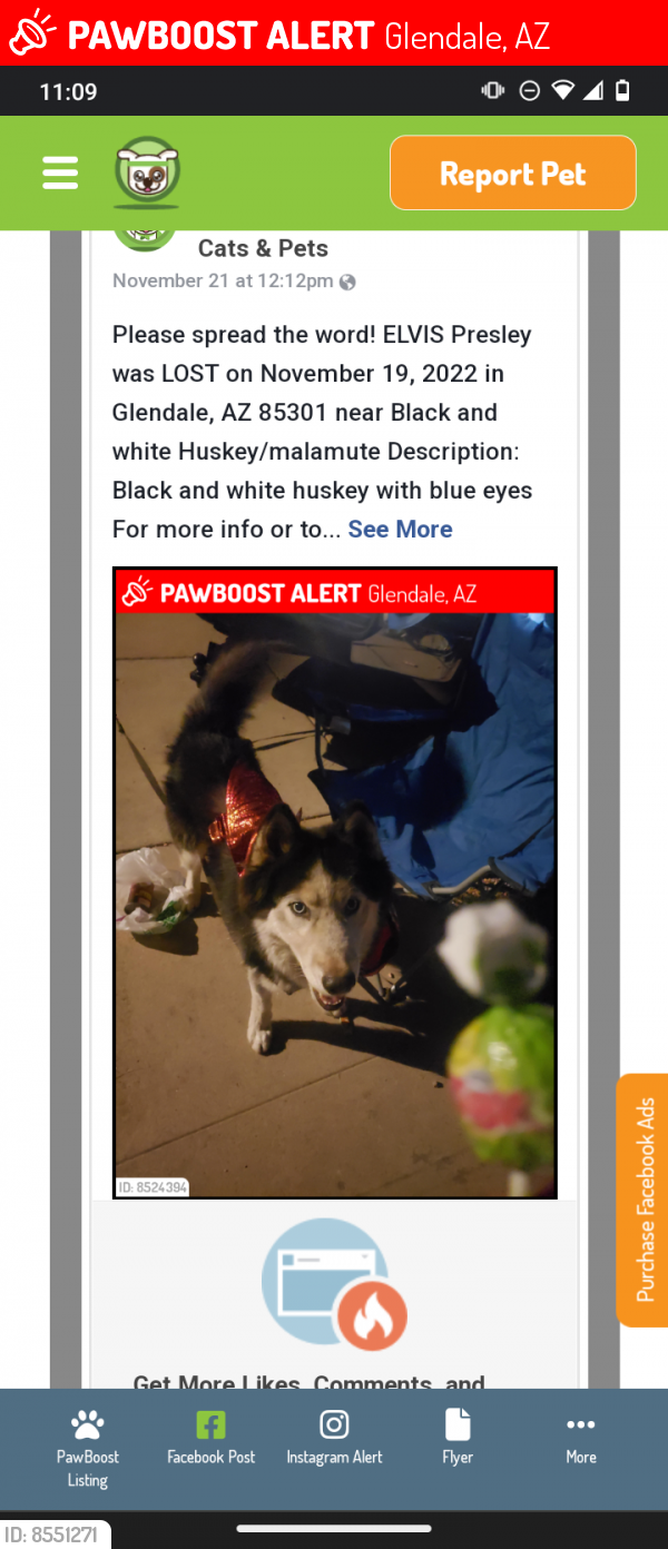 Lost Male Dog last seen 51st Ave and Glendale, Glendale, AZ 85304