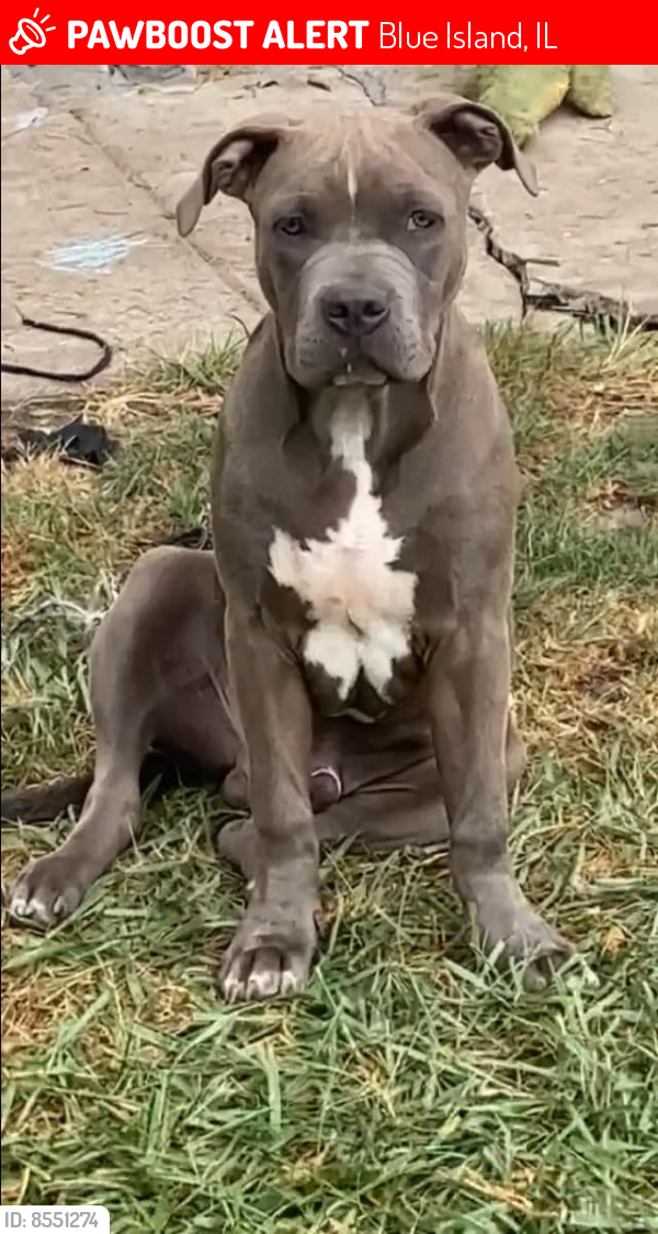 Lost Male Dog last seen western and 123, Blue Island, IL 60406