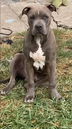 Lost Male Dog last seen western and 123, Blue Island, IL 60406