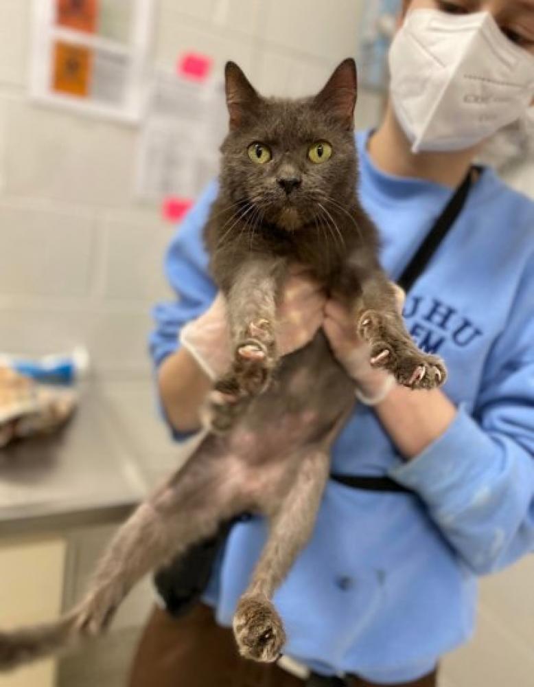 Shelter Stray Female Cat last seen Near Morello, 21214, MD, Baltimore, MD 21230