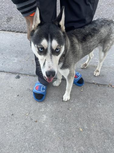 Found/Stray Female Dog last seen 19th ave and southern , Phoenix, AZ 85041