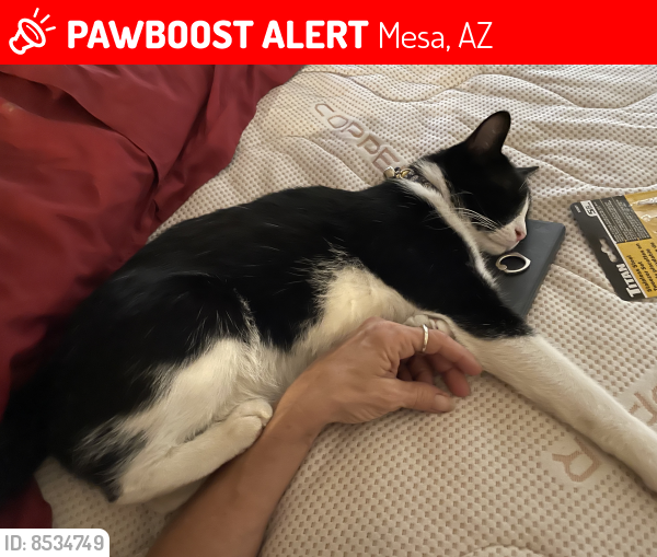 Lost Male Cat last seen Mesa dr / Brown, Mesa, AZ 85201