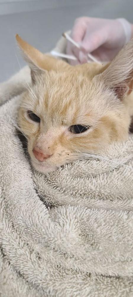 Shelter Stray Male Cat last seen Near W. Lexington St, 21223, 21223, MD, Baltimore, MD 21230