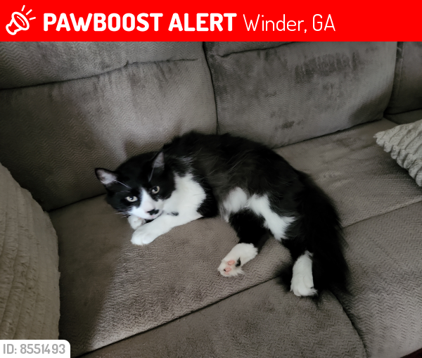 Lost Male Cat last seen GRIFFITH St and New St, close to White Oak Baptist Church, Winder, GA 30680