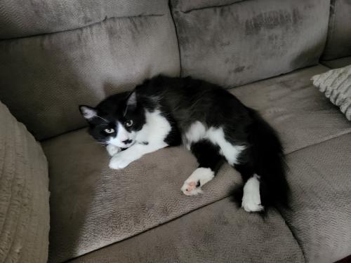 Lost Male Cat last seen GRIFFITH St and New St, close to White Oak Baptist Church, Winder, GA 30680