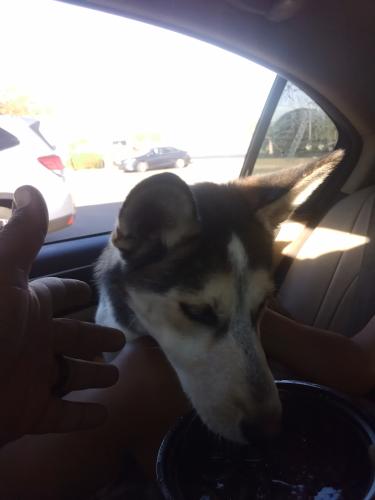 Found/Stray Female Dog last seen 44st baseline , Phoenix, AZ 85032