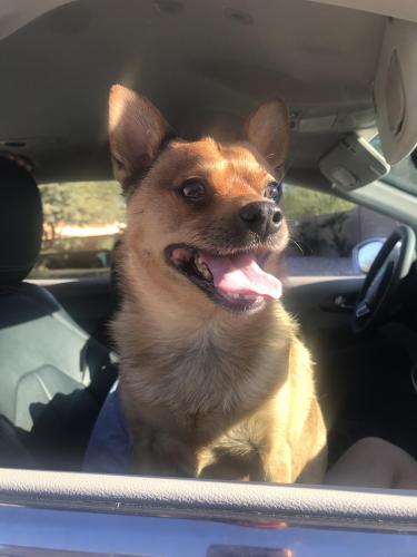 Found/Stray Male Dog last seen W Adams Dr and Sundance Parkway, Buckeye, AZ 85326