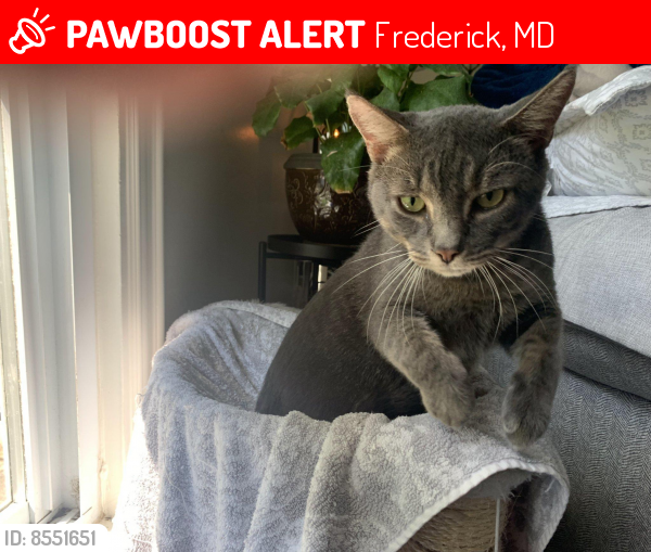 Lost Male Cat last seen Ford Road, Frederick, MD 22702, Frederick, MD 21702